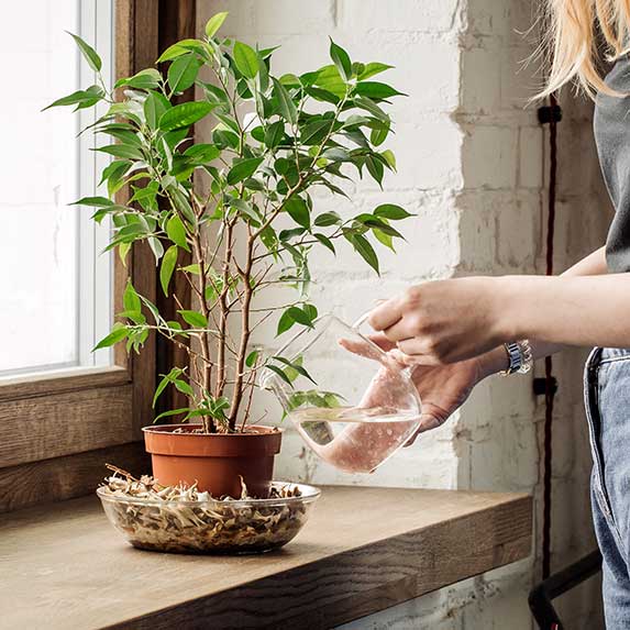 Entretien du domicile : arrosage plantes