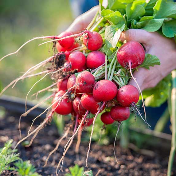 Entretien potager et cueillette jardinier o2