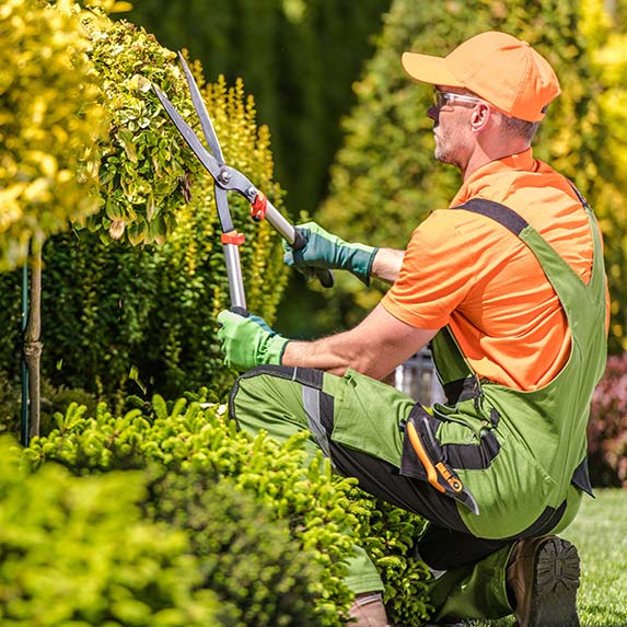 Taille haie par jardinier qualifié