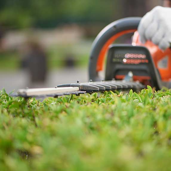 Prestation jardinage taille haie électrique